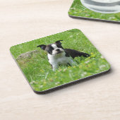 Boston-Terrier-Welpe im Wiesen-Untersetzer-Set Untersetzer (Linke Seite)