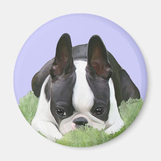 Boston Terrier Welpe Magnet