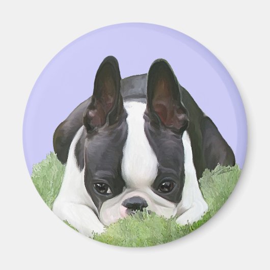 Boston Terrier Welpe Magnet (Vorne)