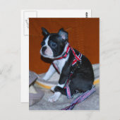 Boston Terrier Welpe Postkarte (Vorne/Hinten)
