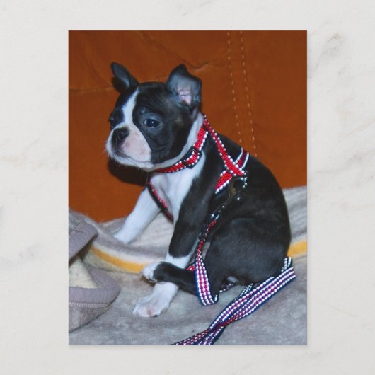 Boston Terrier Welpe Postkarte (Vorderseite)