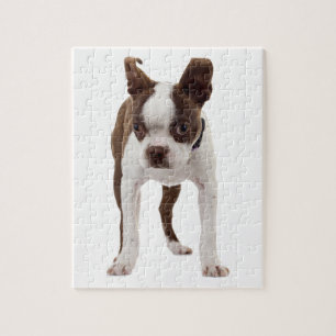 Boston Terrier Welpe Puzzle