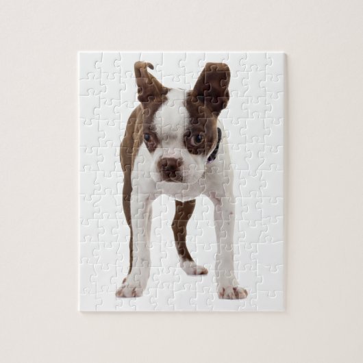 Boston Terrier Welpe Puzzle (Vertikal)