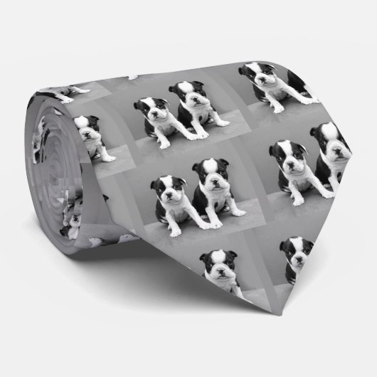 Boston-Terrier-Welpen-Krawatte Krawatte (Gerollt)
