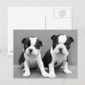 Boston Terrier Welpen Postkarte (Vorne/Hinten)