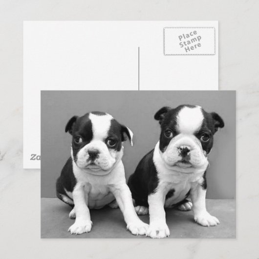 Boston Terrier Welpen Postkarte (Vorne/Hinten)