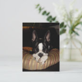 Boston Terrier Welpenpostkarte Postkarte (Stehend Vorderseite)