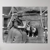 Boston Terriers, 20er Poster (Vorne)