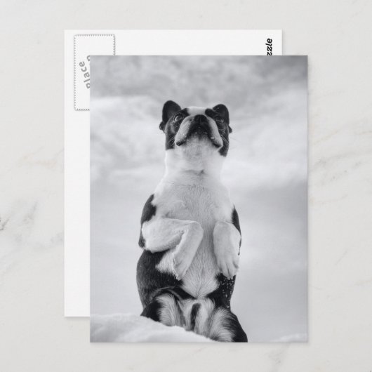 Boston Terrior Praying Postkarte (Vorne/Hinten)