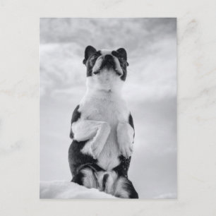 Boston Terrior Praying Postkarte