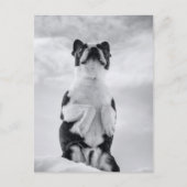 Boston Terrior Praying Postkarte (Vorderseite)