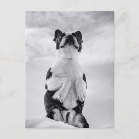 Boston Terrior Praying Postkarte (Vorderseite)