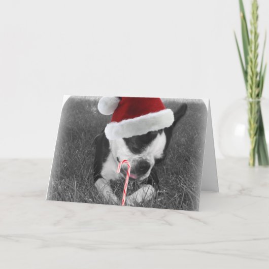 Boston Terry Candy Candy Weihnachtskarte Feiertagskarte (Vorderseite)