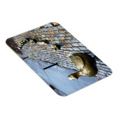 Boston - Wegbereiter für Ducklings Magnet (Rechte Seite)