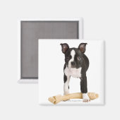 Bostoner Terrier, der die verwunschene Knochen bew Magnet (Vorderseite/Rückseite)