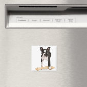 Bostoner Terrier, der die verwunschene Knochen bew Magnet (In Situ (Geschirrspüler))