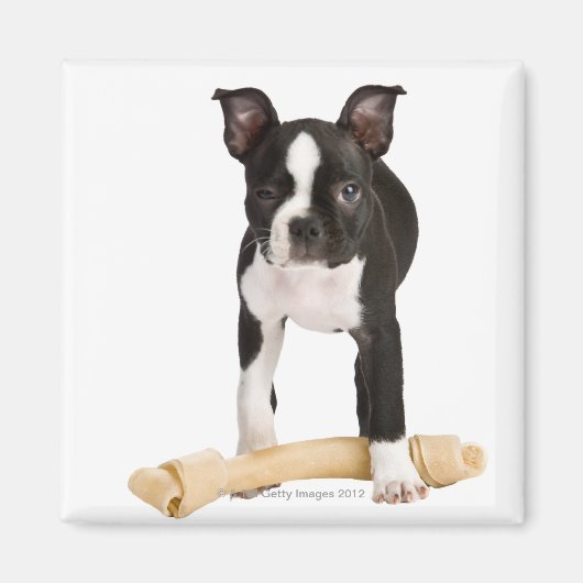 Bostoner Terrier, der die verwunschene Knochen bew Magnet (Vorne)