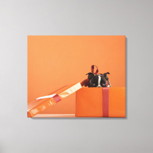 Bostoner Welpe in der Geschenkboxen Leinwanddruck