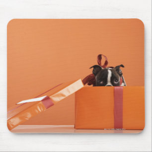 Bostoner Welpe in der Geschenkboxen Mousepad