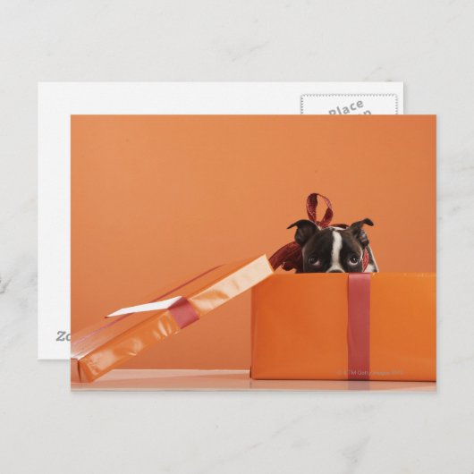Bostoner Welpe in der Geschenkboxen Postkarte (Vorne/Hinten)