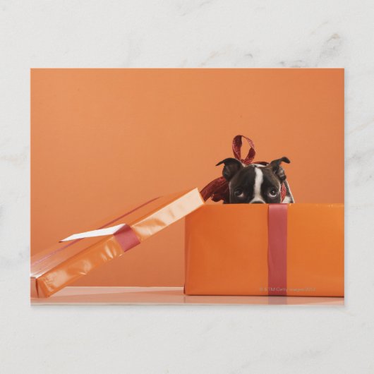 Bostoner Welpe in der Geschenkboxen Postkarte (Vorderseite)