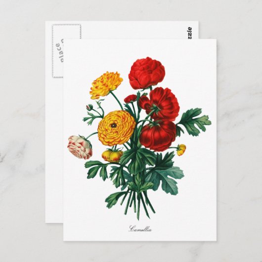 Botanical Camellia Bokeh Postkarte (Vorne/Hinten)