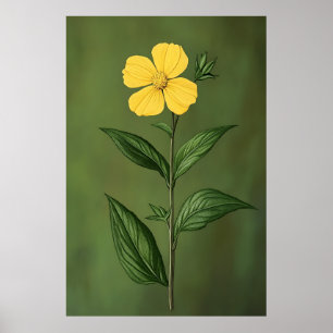 Botanical Flower Illustration Elegant Floral Desig Poster
