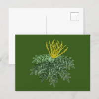 Botanical Mahonia Shrub Hand Drawn Green
