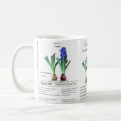 Botanical mug Hyacinth in my garden. Kaffeetasse (Links)