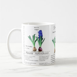 Botanical mug Hyacinth in my garden.  Kaffeetasse