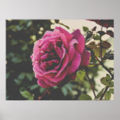 Botanical nature Wall Art Rose Print Poster (Vorne)