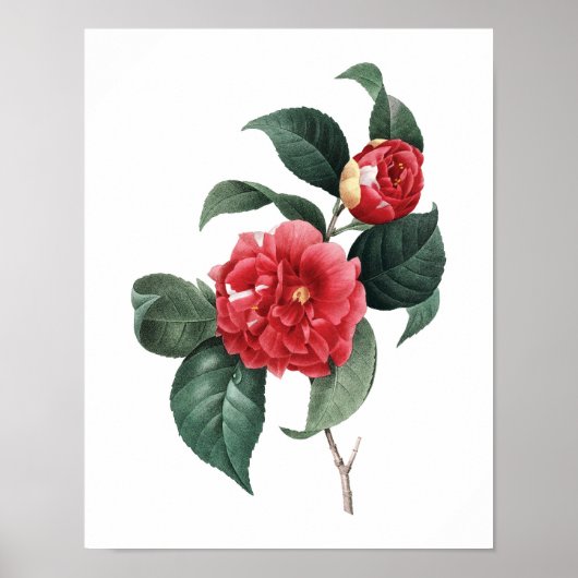 Botanical print of CAMELIA original by Redoute Poster (Vorne)
