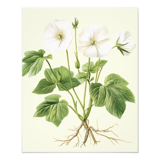 Botanical Vintage Floral Marsh-Mallow Poster (Vorne)