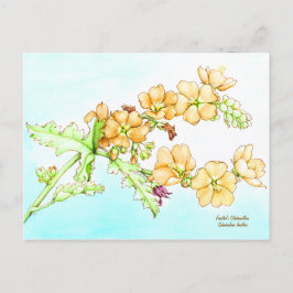 Botanical wildflower watercolor, globemallow postkarte