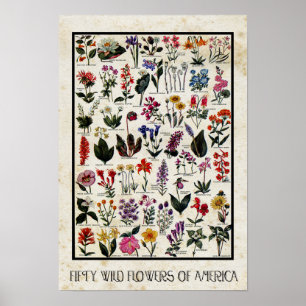 Botanical Wildflowers of America Antique Floral Poster
