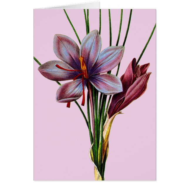 Botanik: Safran (Vorne)