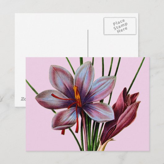 Botanik: Safran Postkarte (Vorne/Hinten)