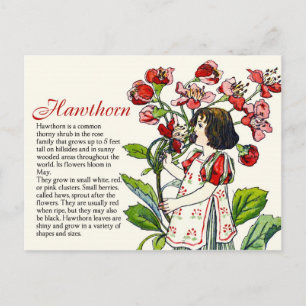 Botanik Sammler Vintage Hawthorn Mädchen Pflanzeni Postkarte