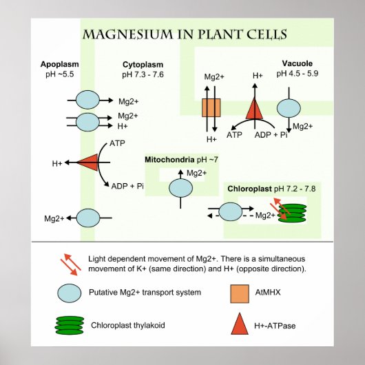 Botanikdiagramm von Magnesium in Pflanze Poster (Vorne)