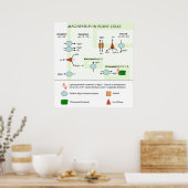 Botanikdiagramm von Magnesium in Pflanze Poster (Küche)