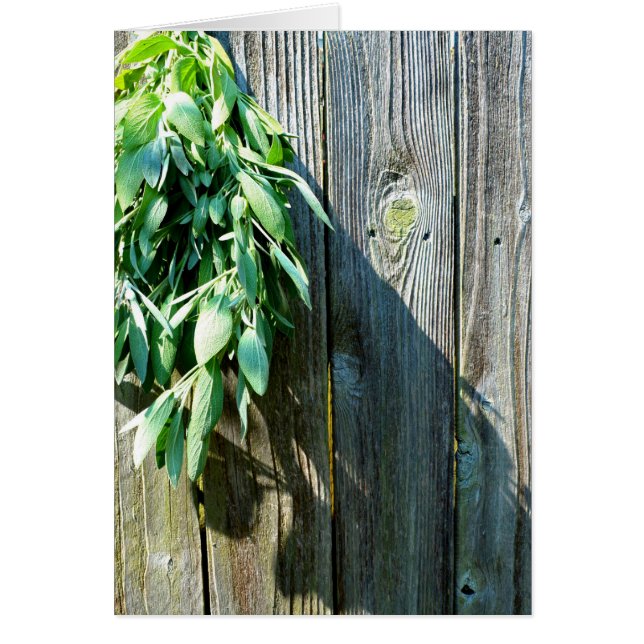 Botanisch grüne Kräuter, die vom Korn des Holzes b (Vorne)