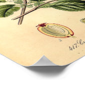 Botanisch - Hawthorn Crataegus oxyacantha monogyna Poster (Ecke)