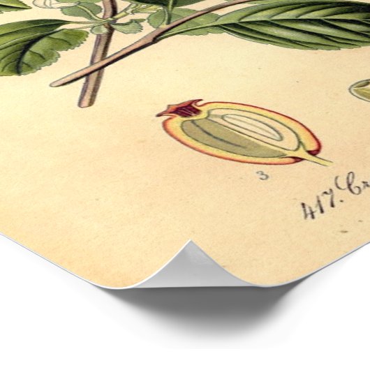 Botanisch - Hawthorn Crataegus oxyacantha monogyna Poster (Ecke)