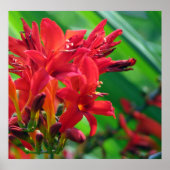 botanisch poster (Vorne)