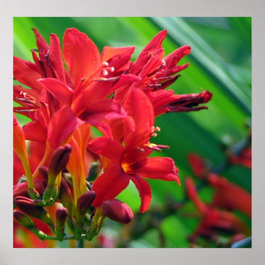 botanisch poster (Vorne)