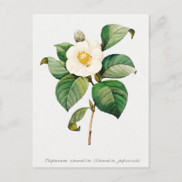 Botanisch-Vintag-Japanisch-Kamellia Postkarte