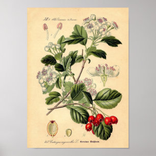 Botanisch - Weißdorn-Crataegus oxyacantha monogyna Poster