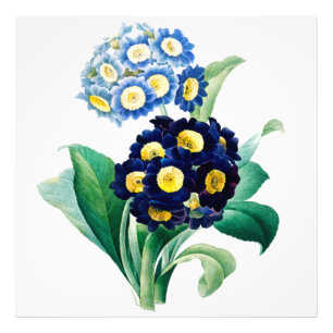 Botanische Abbildung der Schlüsselblumen-Primel im Fotodruck