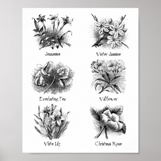 Botanische Abbildungen Poster (Vorne)