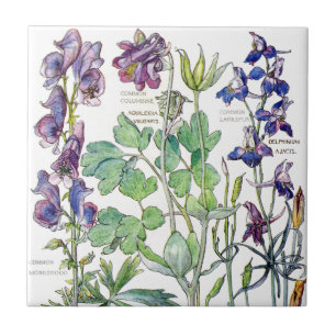 Botanische Akelei-Wildblumen-Blumenfliese Fliese